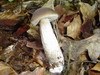 Gabrov ded (Leccinum carpini)