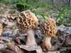 Užitni smrček (Morchella esculenta)