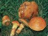 Macesnova lupljivka (Suillus grevillei)