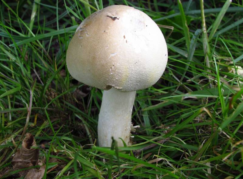 Agaricus arvensis