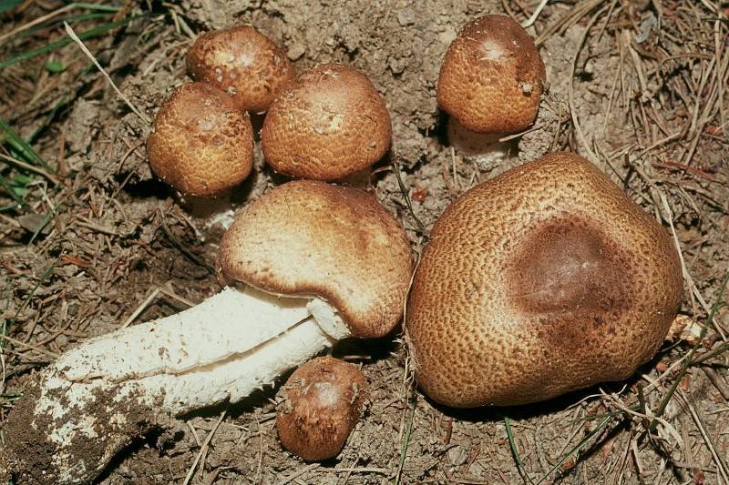 Agaricus augustus