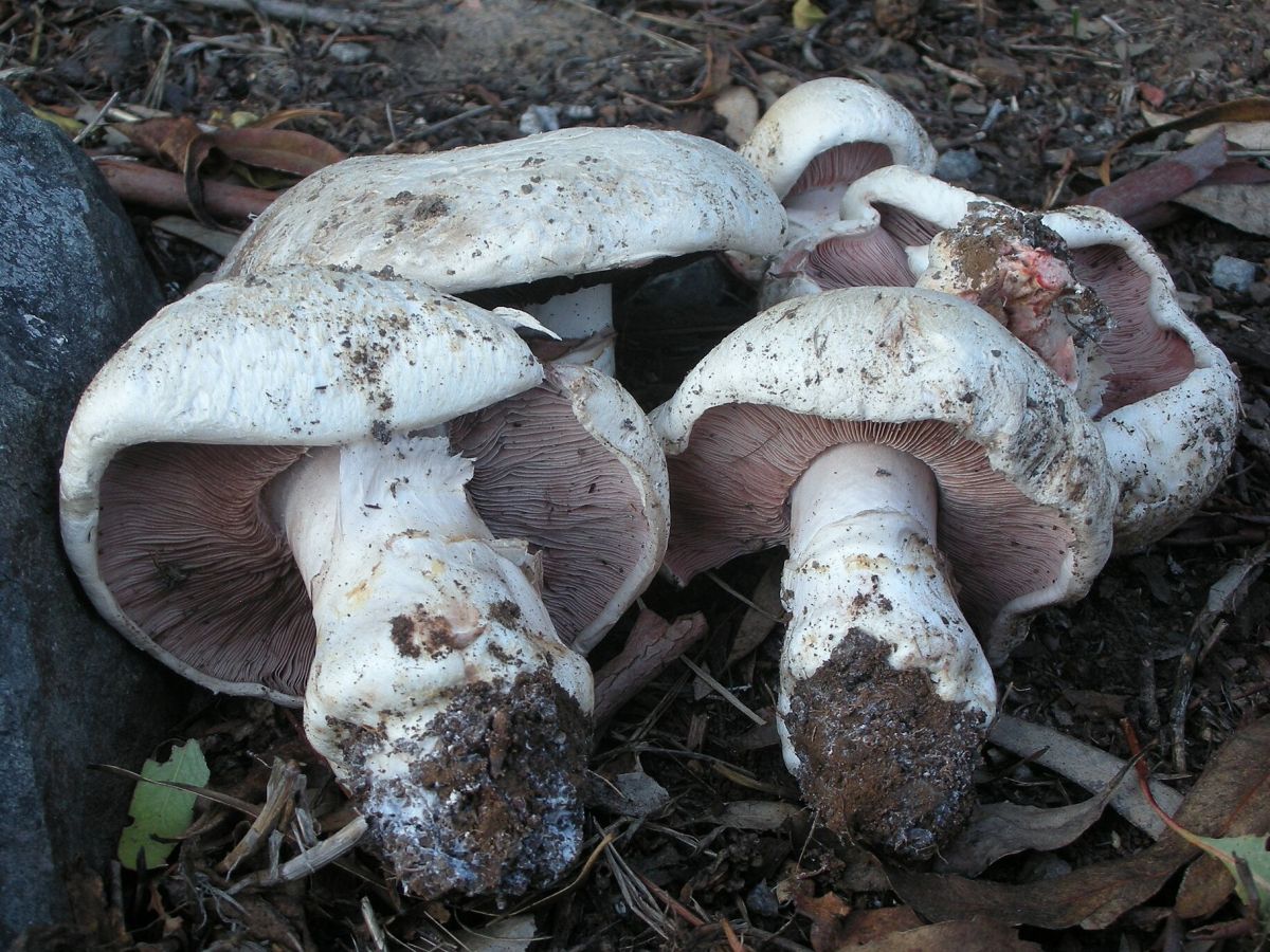 Agaricus bernardii