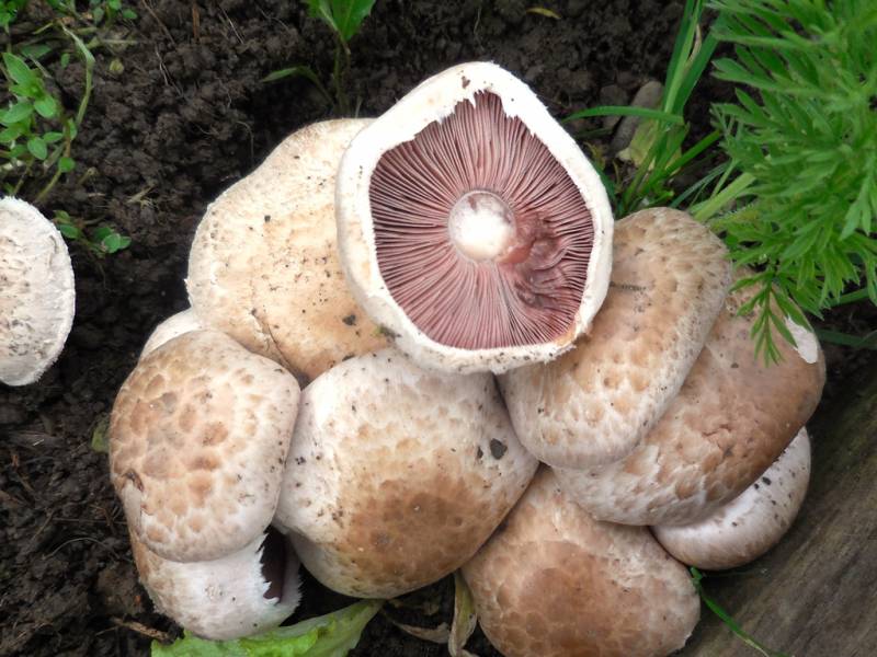 Agaricus bisporus