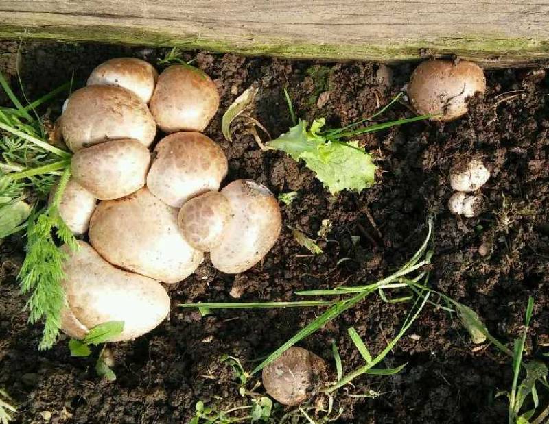 Agaricus bisporus Agaricus bisporus