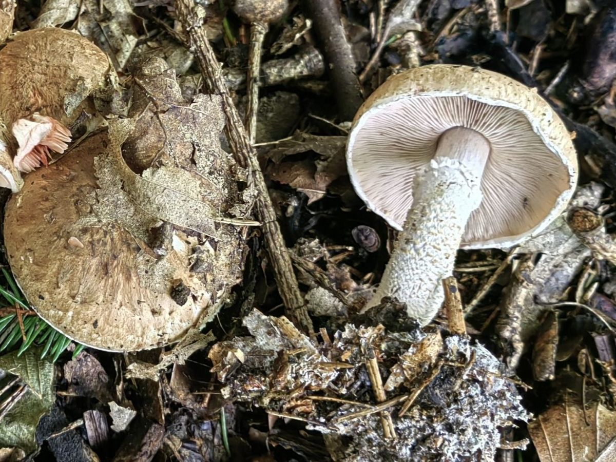 Agaricus bohusii