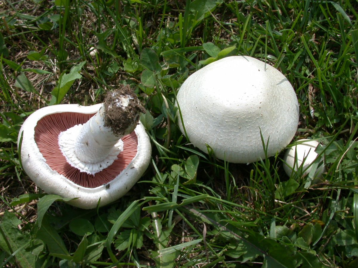 Agaricus campestris