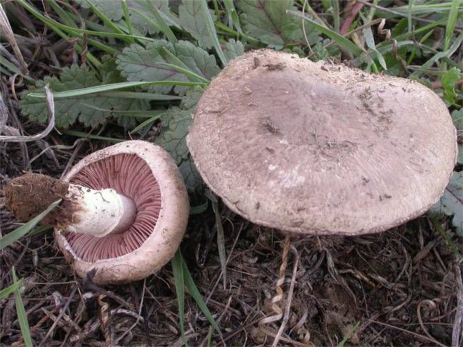 Agaricus cupreobrunneus Agaricus cupreobrunneus