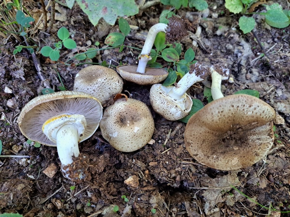 Agaricus moelleri