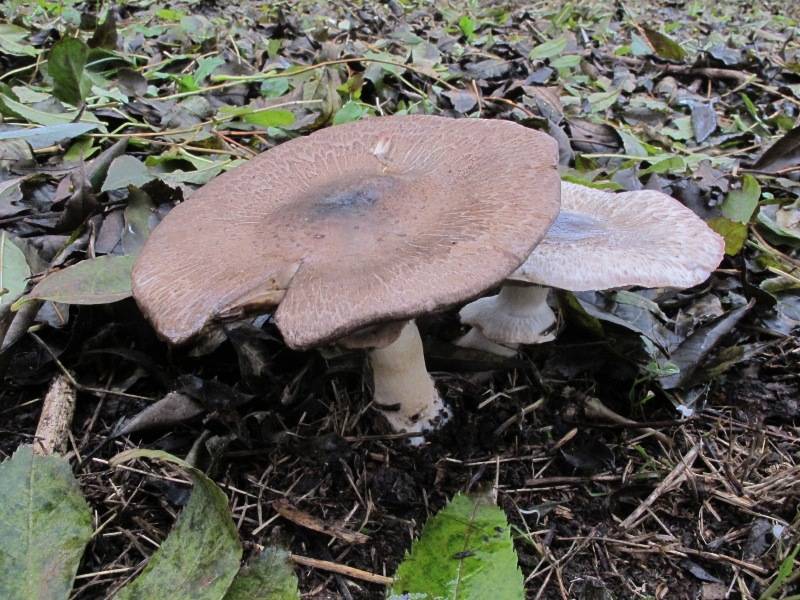 Agaricus phaeolepidotus