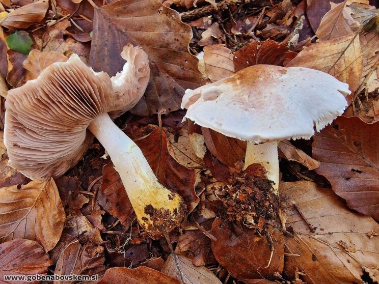 Agaricus porphyrizon Agaricus porphyrizon