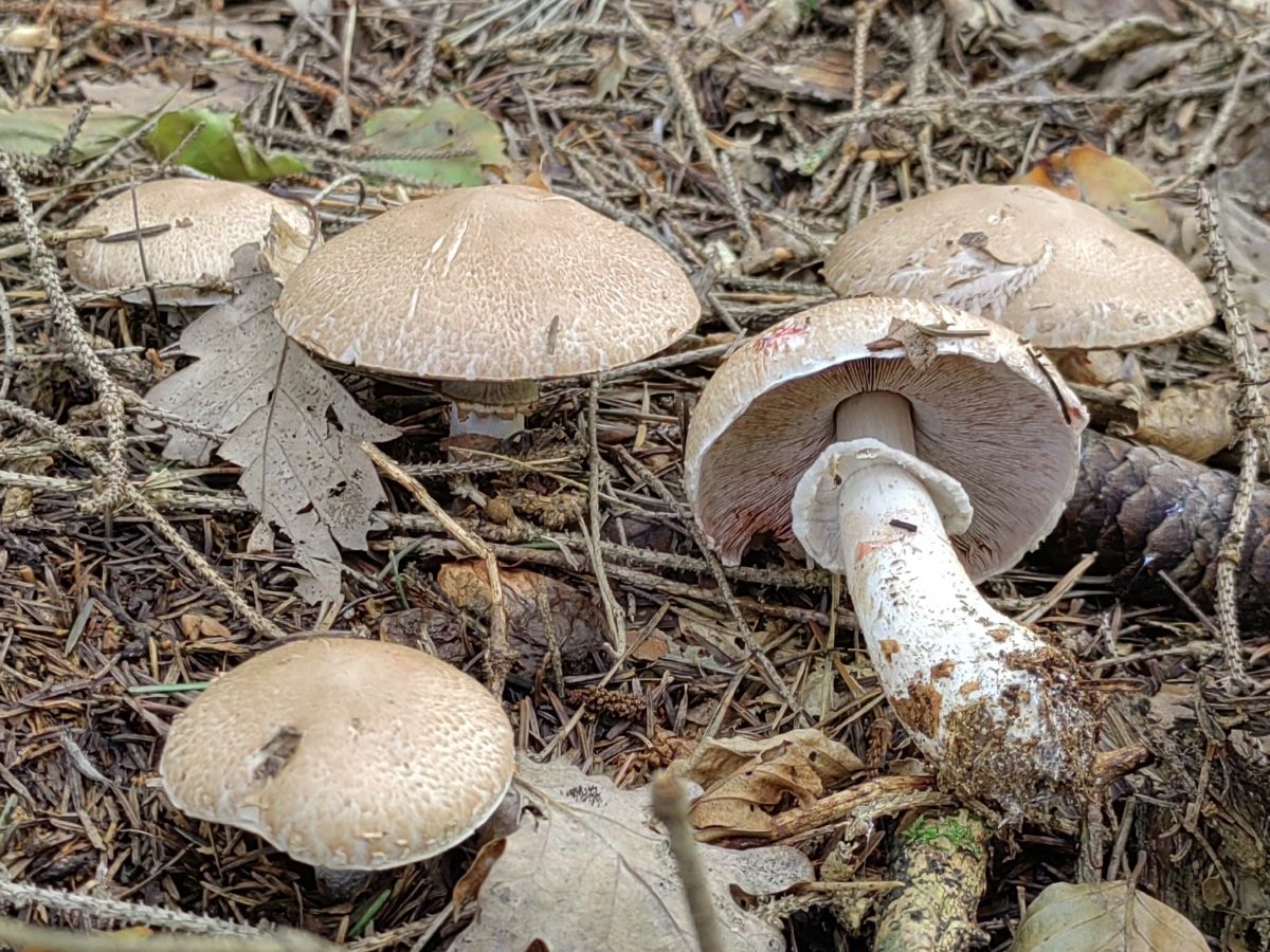 Agaricus sylvaticus