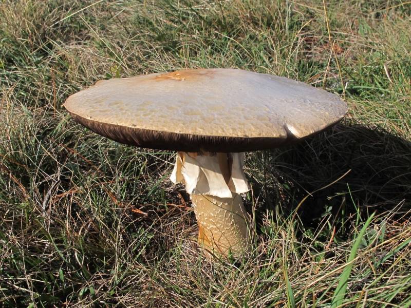 Agaricus urinascens