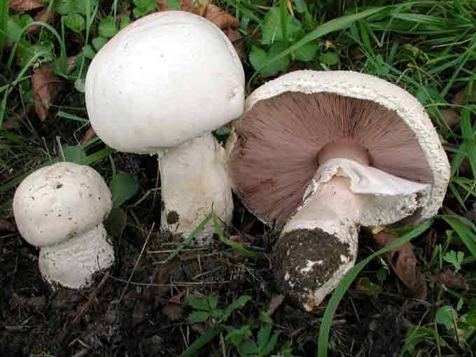 Agaricus urinascens