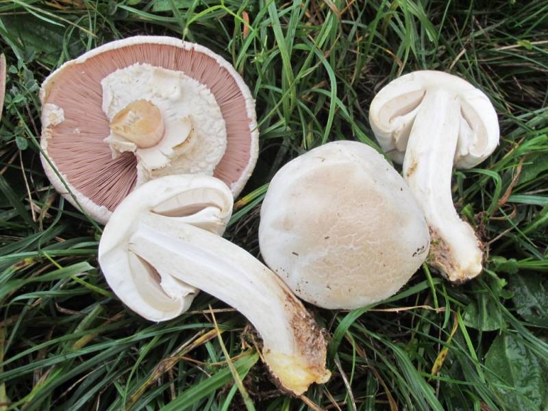 Agaricus xanthodermus