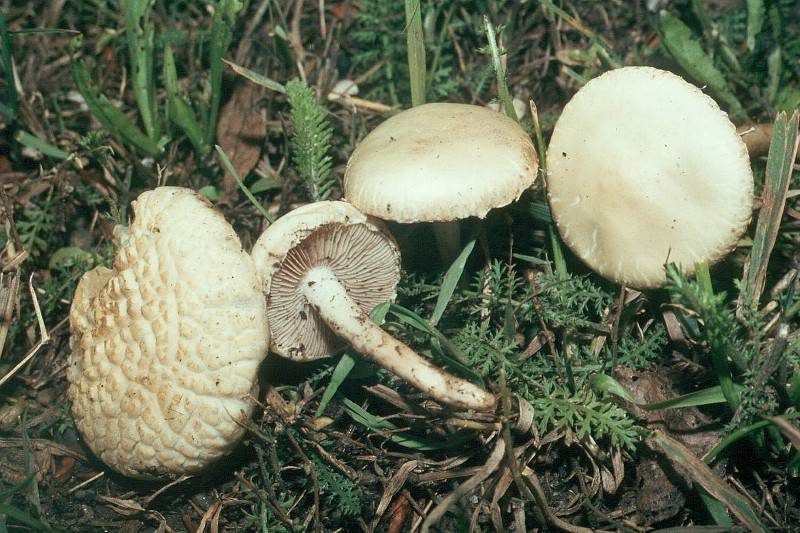 Agrocybe dura