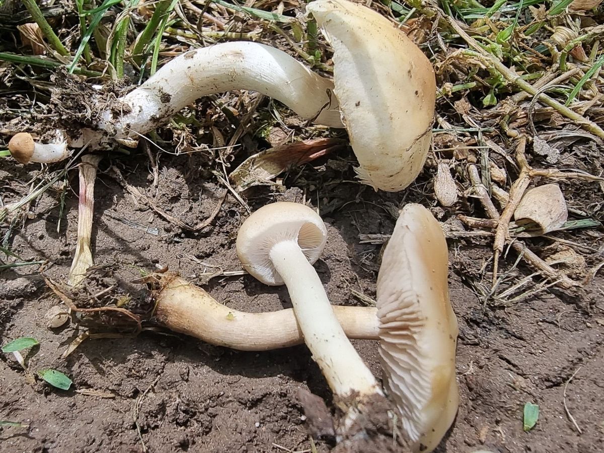 Agrocybe praecox