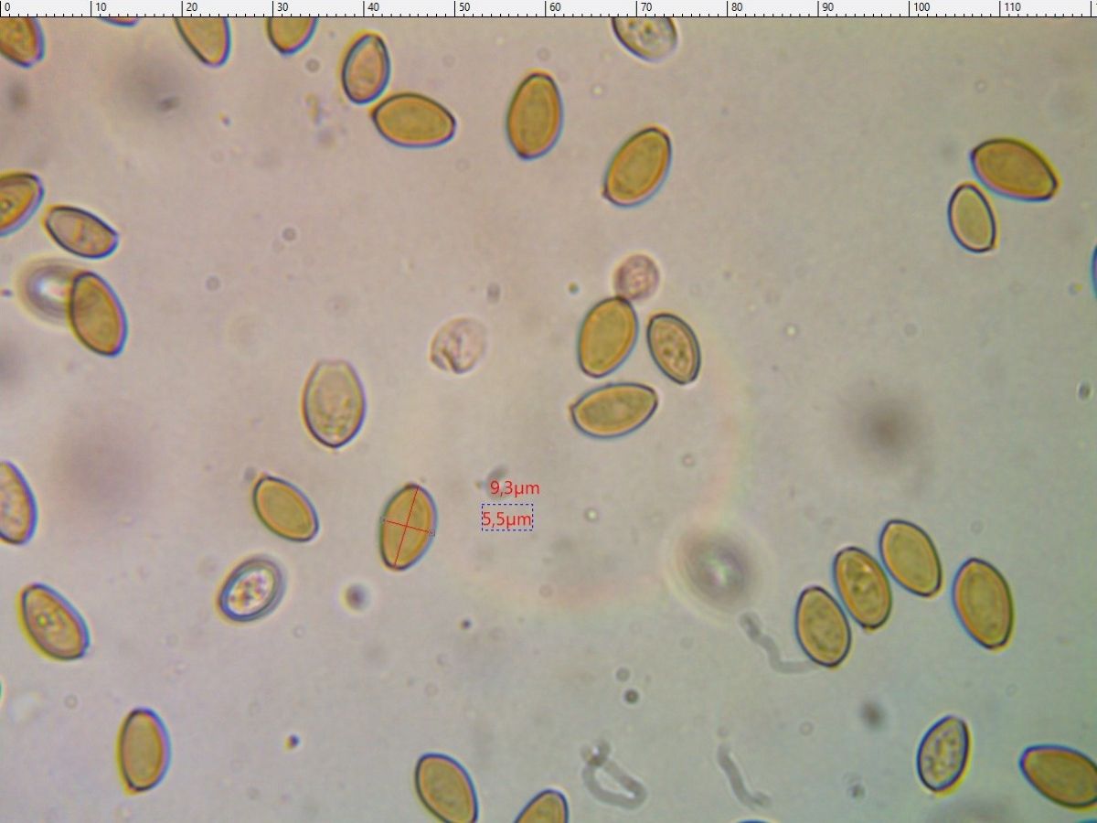 Agrocybe praecox