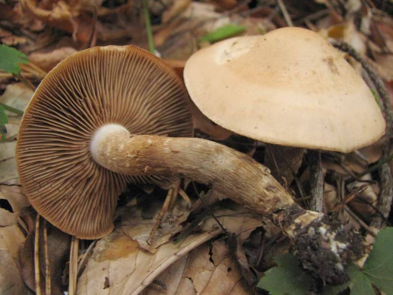 Agrocybe putaminum