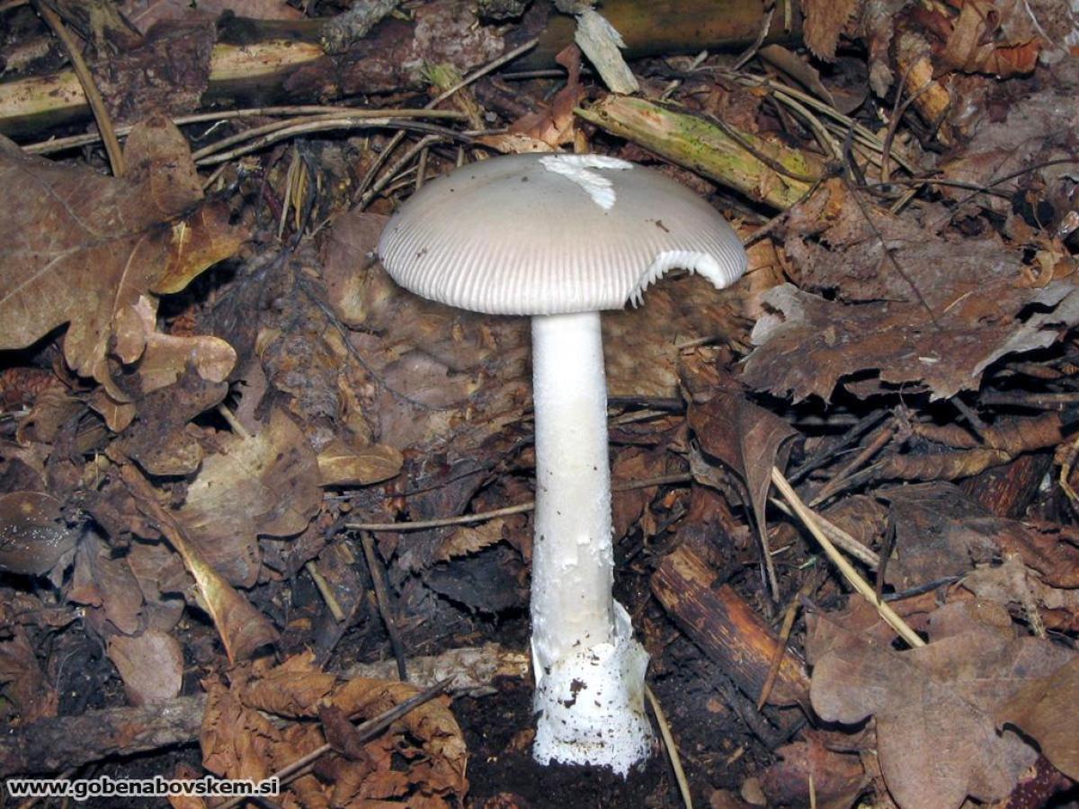 Amanita argentea