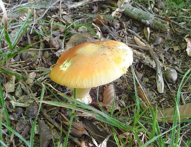 Amanita caesarea