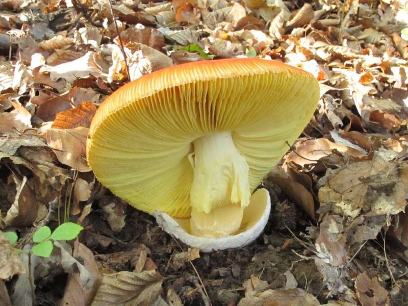 Amanita caesarea