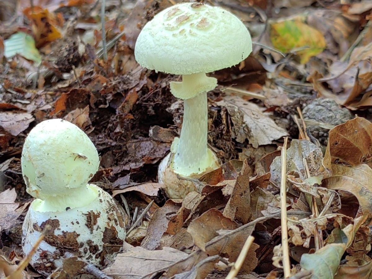 Amanita citrina