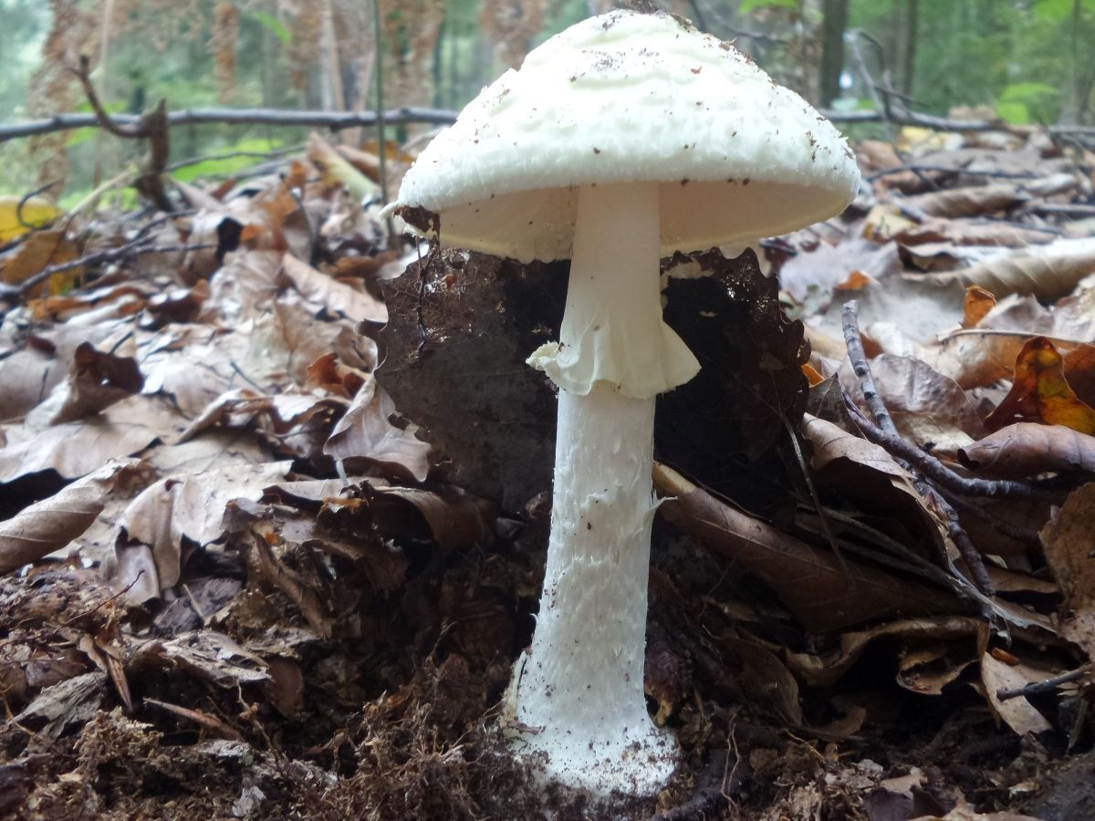 Amanita citrina