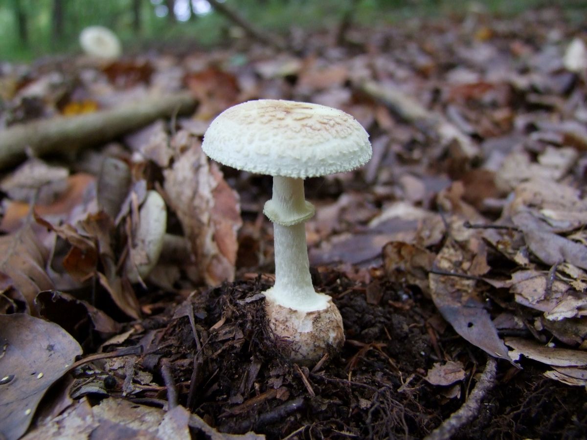 Amanita citrina