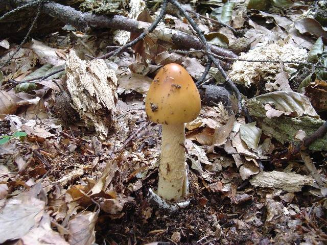 Amanita crocea