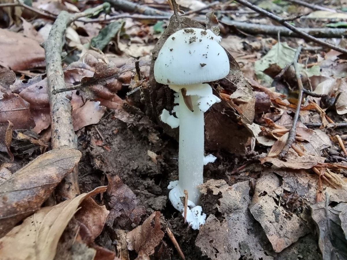 Amanita eliae