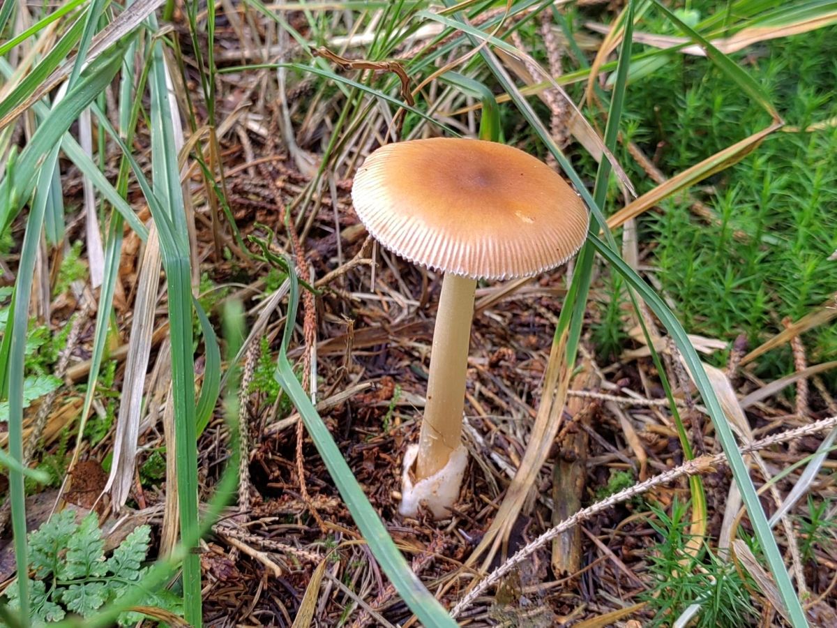 Amanita fulva