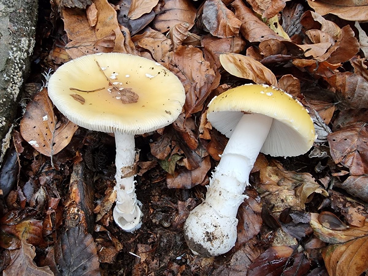 Amanita gemmata