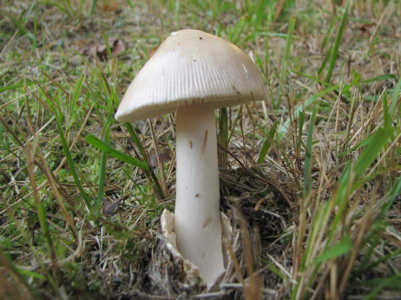 Amanita lividopallescens