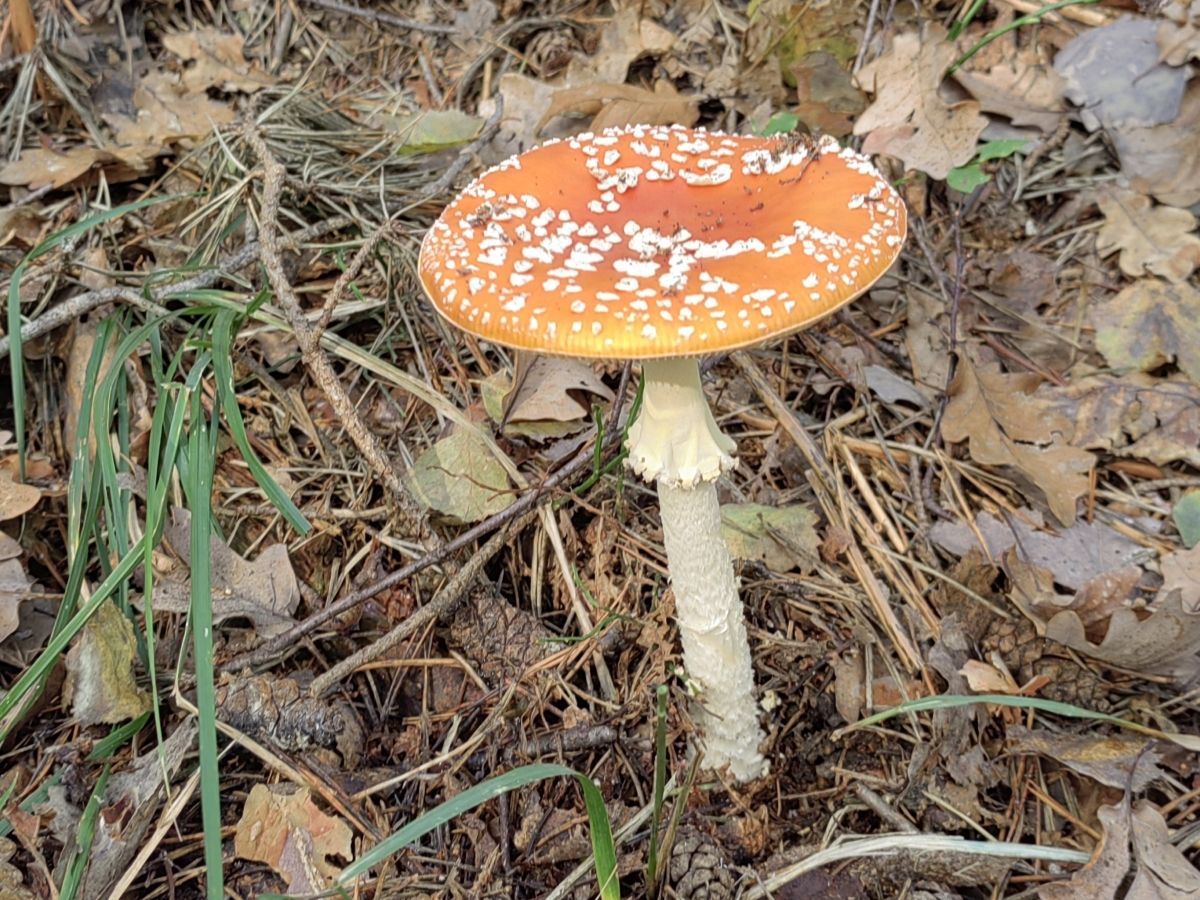 Amanita muscaria