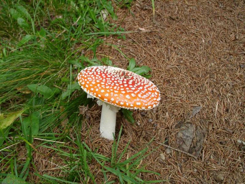 Amanita muscaria