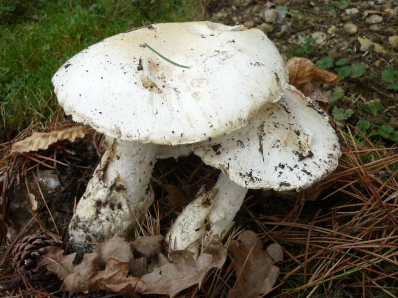 Amanita ovoidea