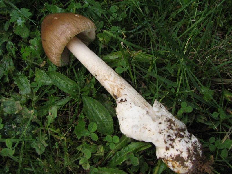 Amanita pachyvolvata