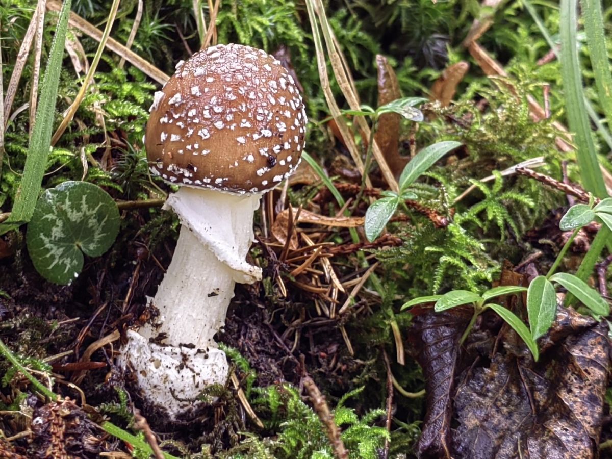 Amanita pantherina