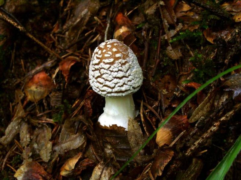 Amanita pantherina