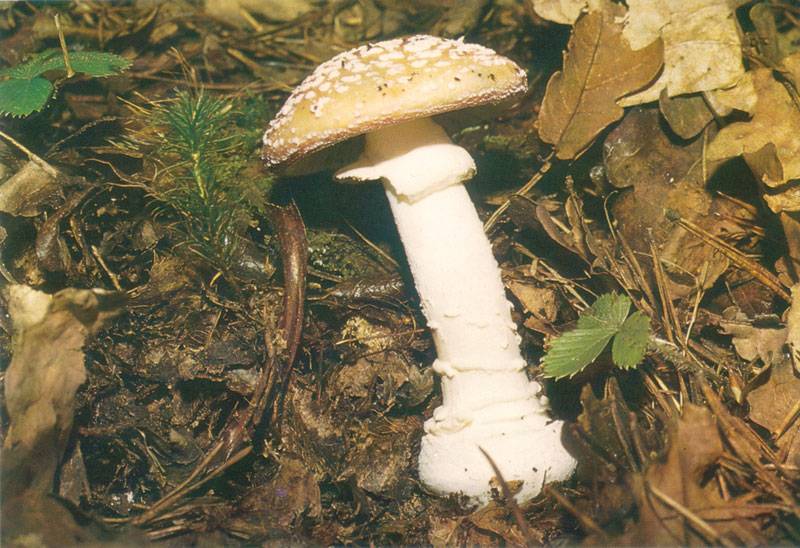 Amanita pantherina