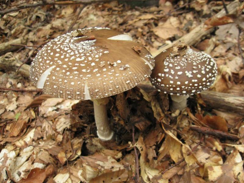 Amanita pantherina