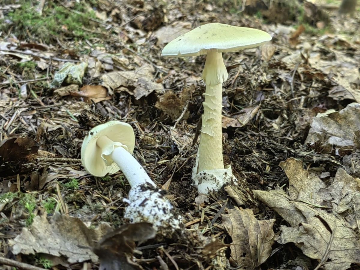 Amanita phalloides