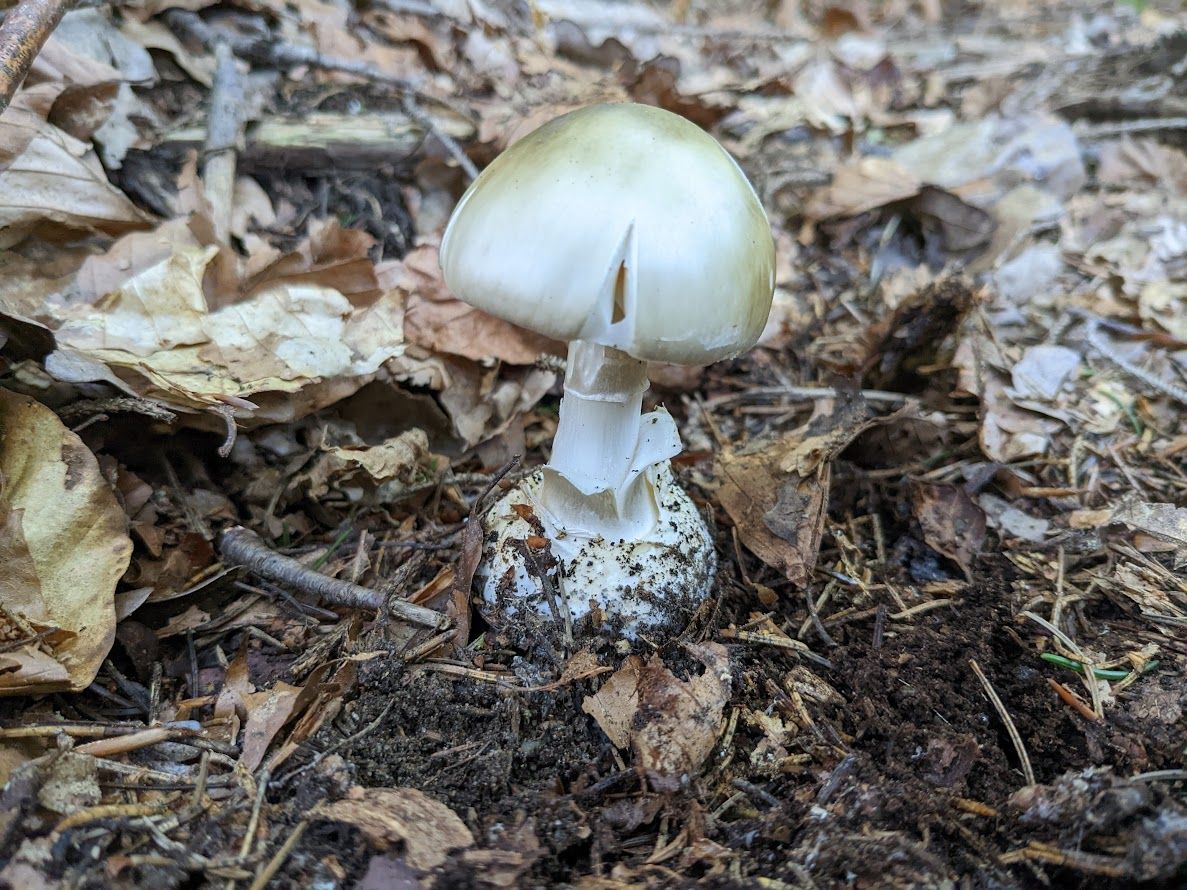 Amanita phalloides