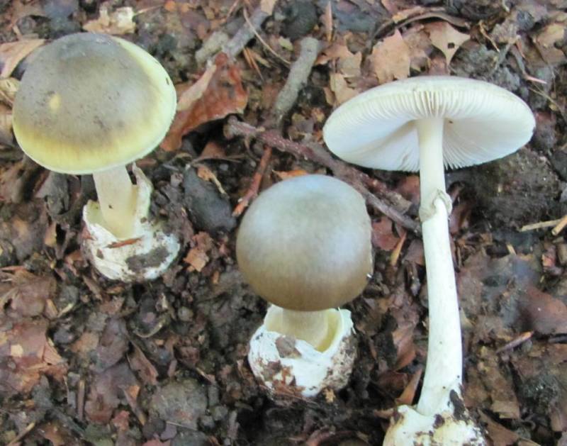 Amanita phalloides