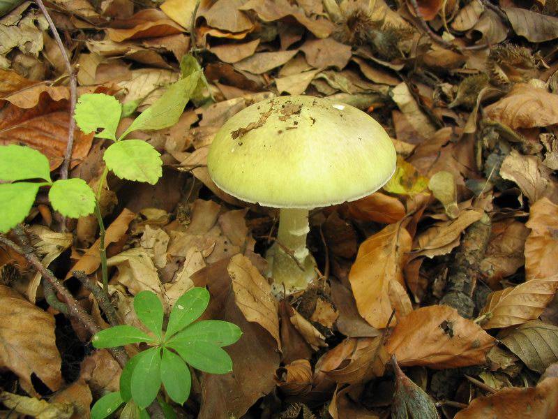 Amanita phalloides