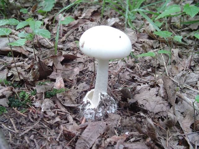 Amanita phalloides