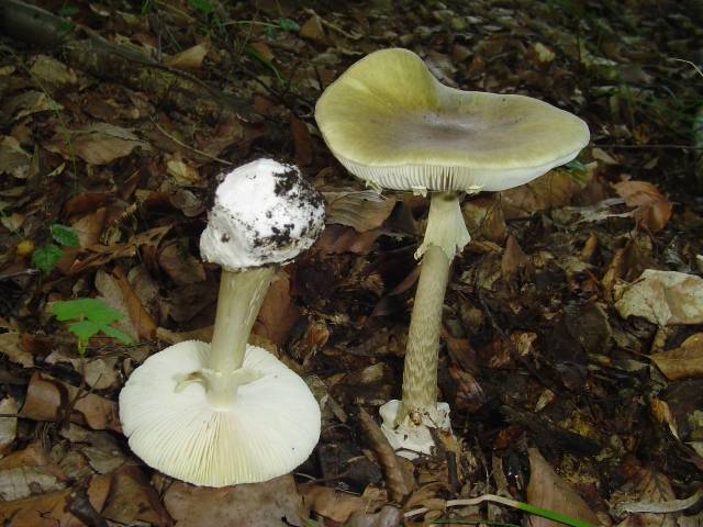 Amanita phalloides