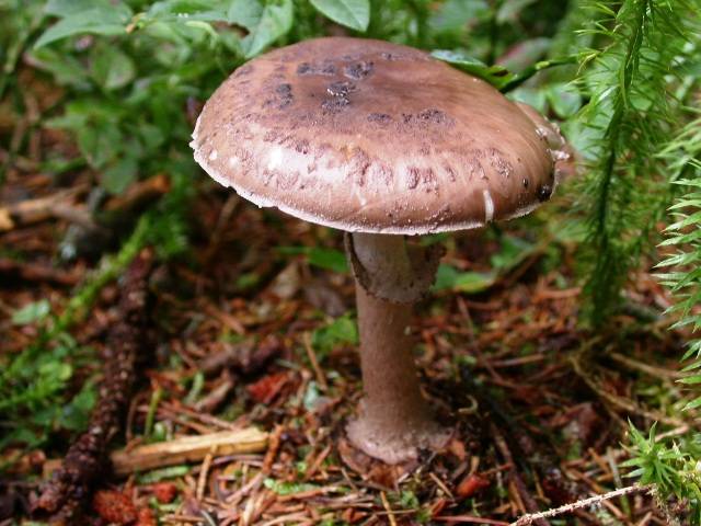 Amanita porphyria