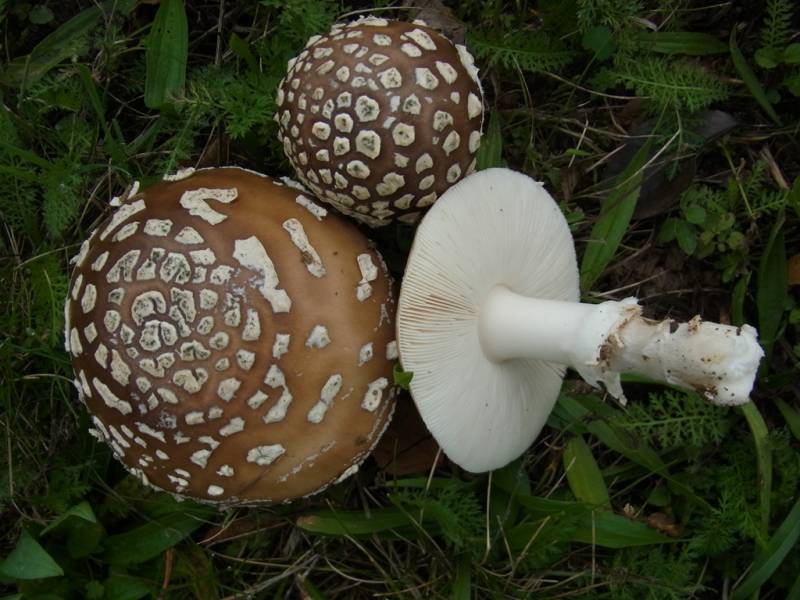 Amanita regalis