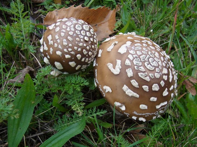 Amanita regalis